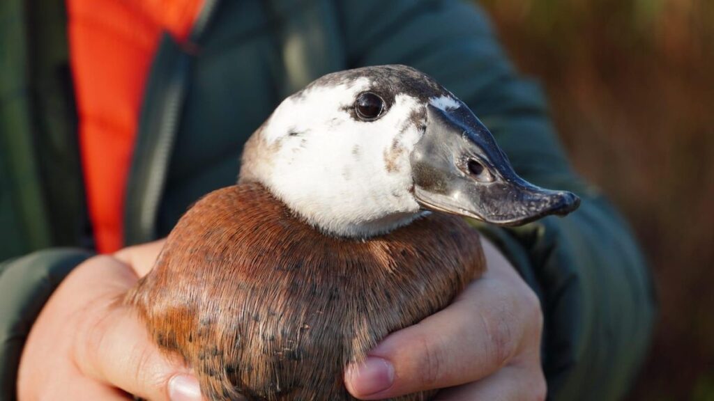 Ombient - protección fauna y flora en Mallorca